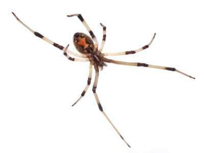 The Ungentle Joy Of Spider Sex The Wire Science