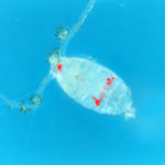 17300874431_df8422d157_k