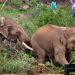 Rogue elephant captured