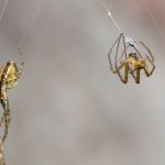 Representative image. Male and female garden spiders. Credit: pixabay