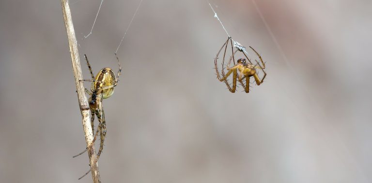 Representative image. Male and female garden spiders. Credit: pixabay
