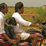2008_goat_on_motorbike_in_India_2833014872-1