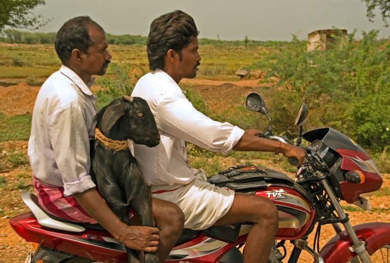 2008_goat_on_motorbike_in_India_2833014872-1