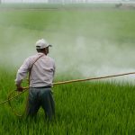 A farmer sprays pesticides. Representative image. Credit: wuzefe/pixabay