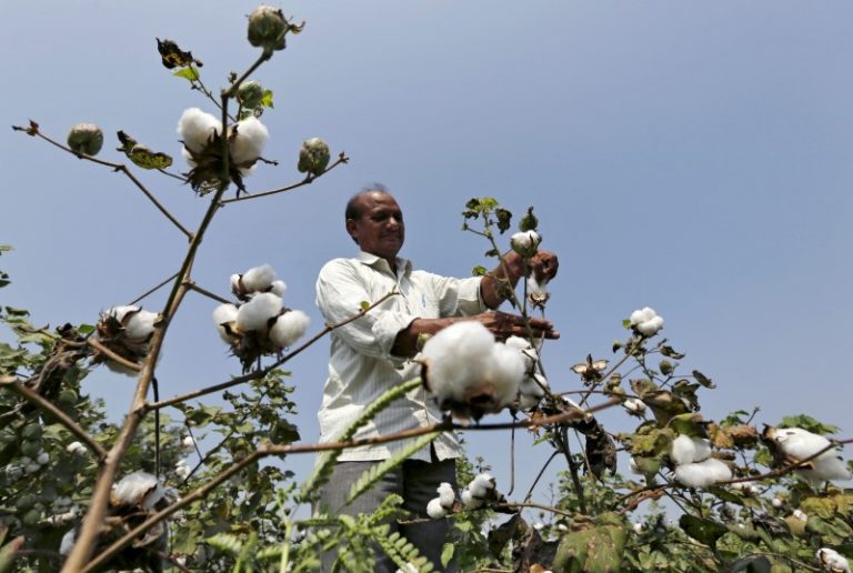 Genetic Engineering Approval Committee, Bt cotton, GM mustard, Bt brinjal, HTBt cotton, GM crops, genetically modified organisms, GM satyagraha, Jairam Ramesh, Deepak Pental, Monsanto,