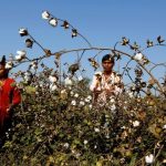 Monsanto, bollworm pest, Bt cotton, TRIPS Agreement, plant breeding, agritech, Supreme Court of India, Delhi high court, crop biotechnology, Nuziveedu, Indian seed companies, Cry2Ab gene, Helicoverpa armigera, Bacillus thuringiensis, GM mustard, Bt brinjal, PPVFR Act 2001, Patents Act 1970s, Rohinton Nariman,