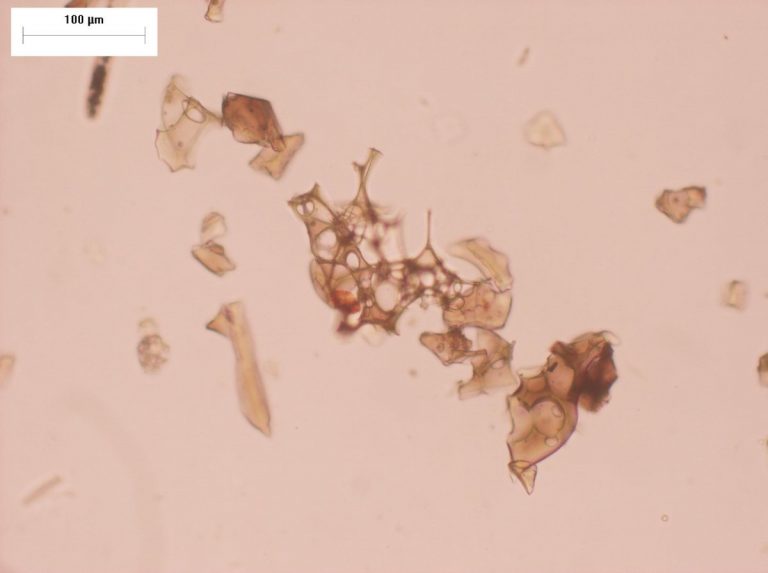 How Ancient Humans Thrived Through a Supervolcanic Eruption – The Wire ...