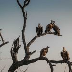 vultures-poisoning