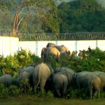 The boundary wall of the Numaligarh Refinery seen blocking the elephant corridor from Kaziranga National Park. Credit: Samarjit Sharma