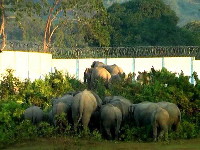 The boundary wall of the Numaligarh Refinery seen blocking the elephant corridor from Kaziranga National Park. Credit: Samarjit Sharma