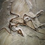 An Archaeopteryx fossil from the Jurassic period. Credit: Wikimedia Commons