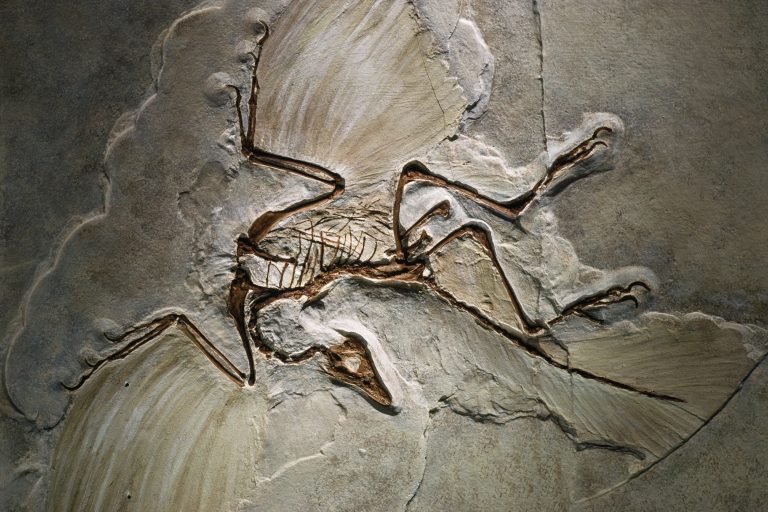 An Archaeopteryx fossil from the Jurassic period. Credit: Wikimedia Commons