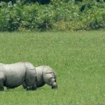 Assam-Nagaland-trip-2015-001