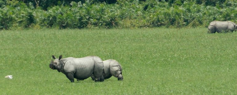 Assam-Nagaland-trip-2015-001