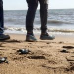 Olive ridley hatchlings finding their way back to sea at Versova beach. Credit: Virat A Singh/ Twitter