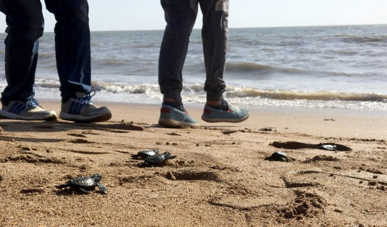 Olive ridley hatchlings finding their way back to sea at Versova beach. Credit: Virat A Singh/ Twitter