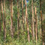 Eucalyptus trees in Munnar, Kerala. Credit: vijay_chennupati/Flickr, CC BY 2.0
