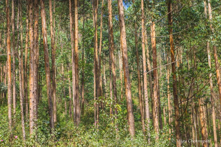 Eucalyptus trees in Munnar, Kerala. Credit: vijay_chennupati/Flickr, CC BY 2.0