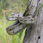 A large southern African python. Source: Author provided