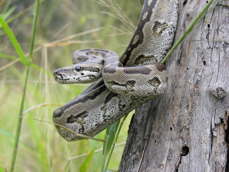 A large southern African python. Source: Author provided