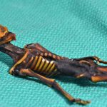 The mummified skeleton of Ata. Credit: Emery Smith