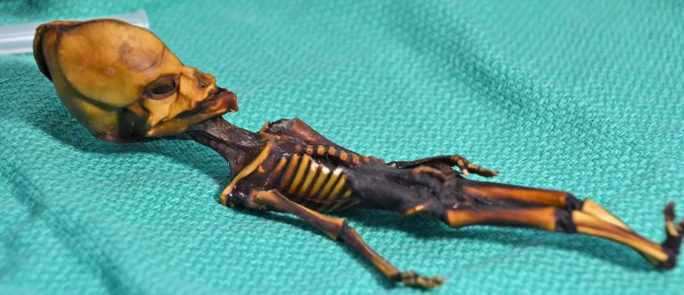 The mummified skeleton of Ata. Credit: Emery Smith