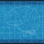The brain. Credit: TheDigitalArtist/pixabay