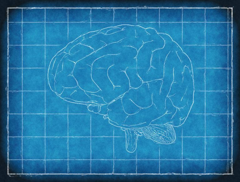 The brain. Credit: TheDigitalArtist/pixabay