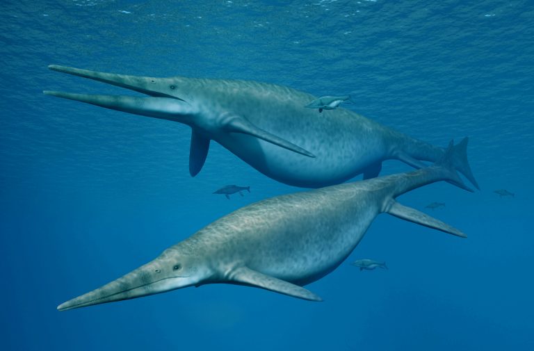 Shonisaurus, a giant ichthyosaur is pictured in this handout reconstruction image A jawbone from a giant ichthyosaur similar to this species was found on an English beach. Credit: Nobumichi Tamura/Handout via Reuters