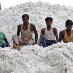 Workers push harvested cotton with their feet as they unload it from a supply truck at a cotton processing unit in Kadi, Gujarat, Credit: Reuters/Amit Dave/File Photo