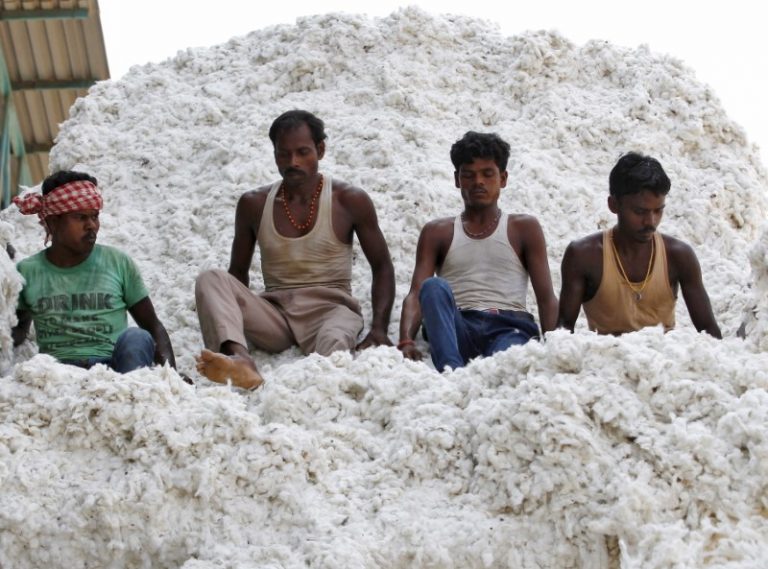 Workers push harvested cotton with their feet as they unload it from a supply truck at a cotton processing unit in Kadi, Gujarat, Credit: Reuters/Amit Dave/File Photo