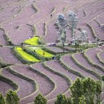 Farmers work in paddy fields at Bandipora, north of Srinagar. Credit: Danish Ismail/Reuters