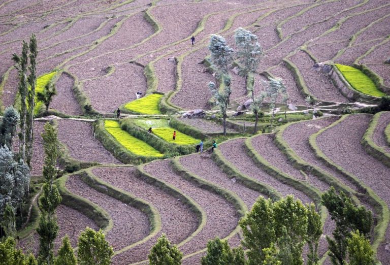 Farmers work in paddy fields at Bandipora, north of Srinagar. Credit: Danish Ismail/Reuters