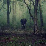 There is perhaps no large wild animal that dies unnaturally in such large numbers in single events as do elephants due to collisions with trains. Credit: walterjenny86/pixabay