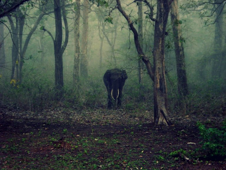 There is perhaps no large wild animal that dies unnaturally in such large numbers in single events as do elephants due to collisions with trains. Credit: walterjenny86/pixabay