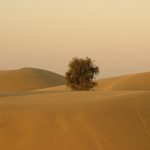 Grasslands and deserts have long been mistaken as the ‘unnatural’ product of anthropogenic degradation of forests. Credit: honzasoukup/Flickr, CC BY 2.0