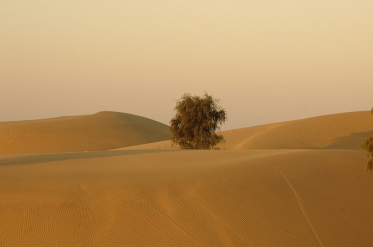 Grasslands and deserts have long been mistaken as the ‘unnatural’ product of anthropogenic degradation of forests. Credit: honzasoukup/Flickr, CC BY 2.0