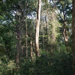 sacred-grove-in-Bastar-Chhattisgarh