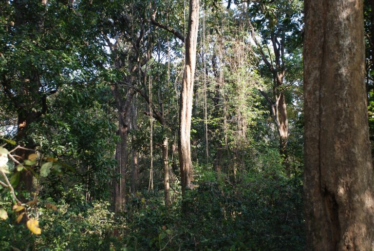 sacred-grove-in-Bastar-Chhattisgarh
