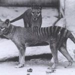 Thylacinus
