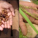 Mahua (left) and a variety of medicinal rice. Credit (both): Pankaj Oudhia/Wikimedia Commons, CC BY-SA 3.0