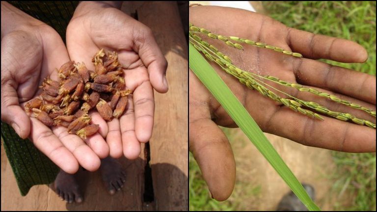 Mahua (left) and a variety of medicinal rice. Credit (both): Pankaj Oudhia/Wikimedia Commons, CC BY-SA 3.0
