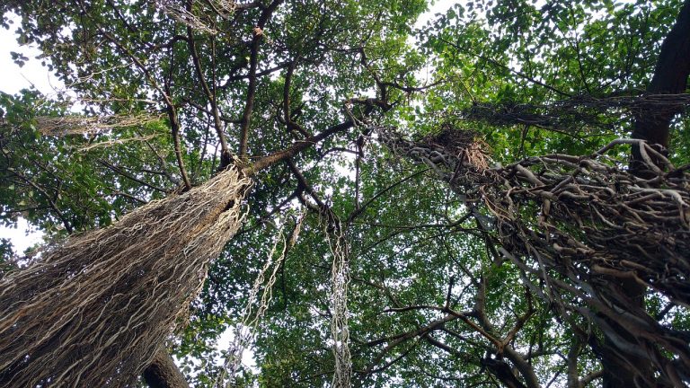 Banyan trees. Credit: TravelAdvisor/pixabay