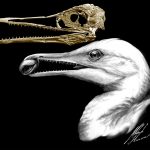 CT-scan-based skull restoration and life reconstruction of the toothed stem bird Ichthyornis dispar, a primitive seabird that prospered about 85 million years ago along the warm, shallow inland sea that once split North America, is shown in this image released on May 2, 2018. Credit: Michael Hanson and Bhart-Anjan S. Bhullar/Handout via Reuters