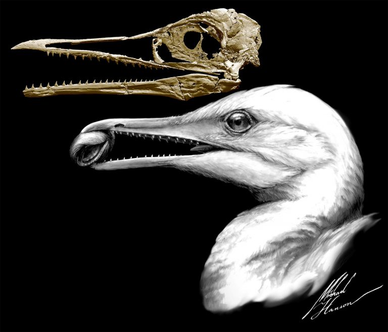 CT-scan-based skull restoration and life reconstruction of the toothed stem bird Ichthyornis dispar, a primitive seabird that prospered about 85 million years ago along the warm, shallow inland sea that once split North America, is shown in this image released on May 2, 2018. Credit: Michael Hanson and Bhart-Anjan S. Bhullar/Handout via Reuters