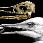 CT-scan-based skull restoration and life reconstruction of the toothed stem bird Ichthyornis dispar, a primitive seabird that prospered about 85 million years ago along the warm, shallow inland sea that once split North America, is shown in this image released on May 2, 2018. Credit: Michael Hanson and Bhart-Anjan S. Bhullar/Handout via Reuters