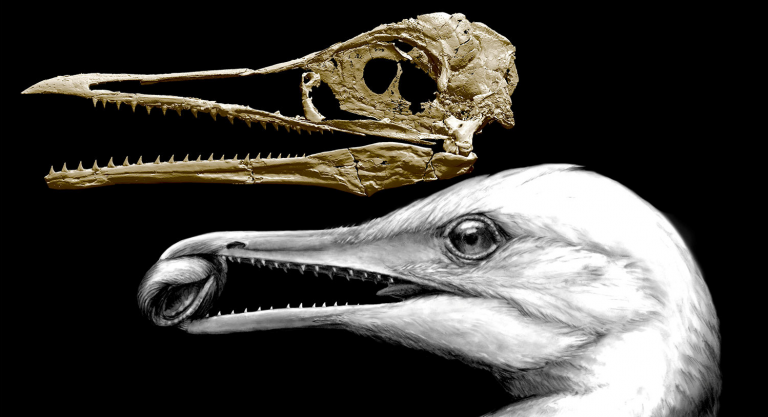 CT-scan-based skull restoration and life reconstruction of the toothed stem bird Ichthyornis dispar, a primitive seabird that prospered about 85 million years ago along the warm, shallow inland sea that once split North America, is shown in this image released on May 2, 2018. Credit: Michael Hanson and Bhart-Anjan S. Bhullar/Handout via Reuters