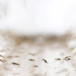 Anopheles minimus mosquitoes are pictured at a lab in the Public Health Ministry in Bangkok, Thailand, November 9, 2017. Credit: Reuters/Athit Perawongmetha/Files