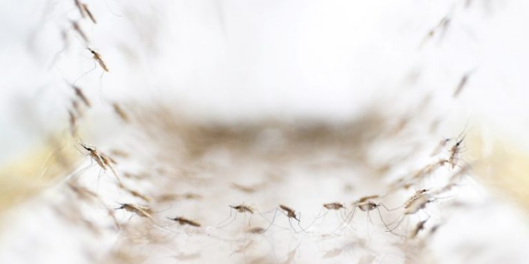 Anopheles minimus mosquitoes are pictured at a lab in the Public Health Ministry in Bangkok, Thailand, November 9, 2017. Credit: Reuters/Athit Perawongmetha/Files