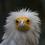 EgyptianVulture-RichaMalhotra-1